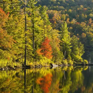 Maple tree and pine trees in autumn, West Bolton, Quebec, Canada