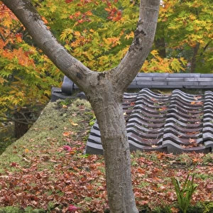 Maples around a Tea House, Kyoto, Honshu, Japan