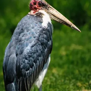 Marabou Stalk Marabou Stalk