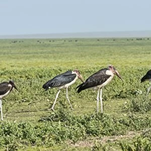 Marabou Storks -Leptoptilos crumeniferus-, Serengeti, Tanzania