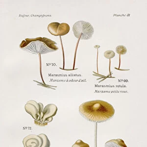 Marasmius mushroom 1891