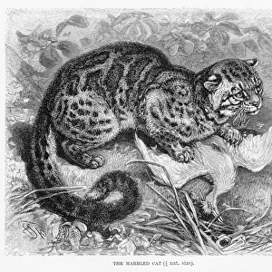Marbled cat engraving 1894