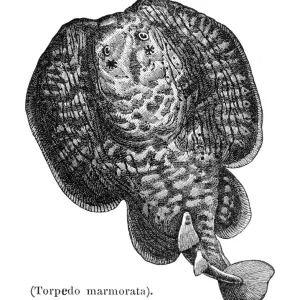 Marbled electric ray engraving 1897 Marbled electric ray engraving 1897