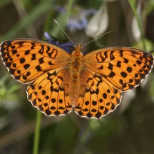 Marbled Fritillary Butterfly Print, Lake Kerkini Region