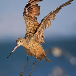 Marbled Godwit Marbled Godwit