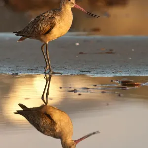 Marbled Godwit, Limosa fedoa Marbled Godwit, Limosa fedoa