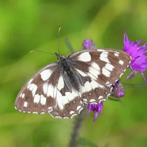 Marbled white (Melanargia galathea), on a marsh thistle (Cirsium palustre), Siegerland, North Rhine-Westphalia, Germany Marbled white (Melanargia galathea), on a marsh thistle (Cirsium palustre), Siegerland, North Rhine-Westphalia, Germany
