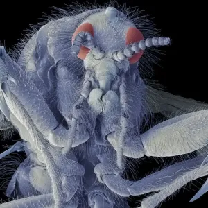 March fly, SEM March fly, SEM