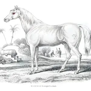 Marengo Bonapartes horse 1841 Marengo Bonapartes horse 1841