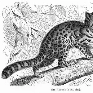 Margay cat engraving 1894
