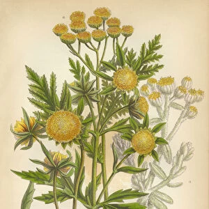 Marigold, Cottonweed, Sunflower, Tansy, Victorian Botanical Illustration