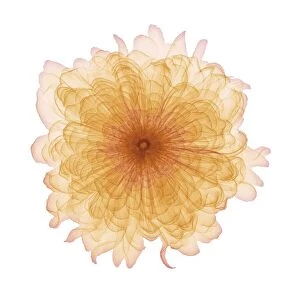 Marigold (Tagetes sp. ) flower head, X-ray