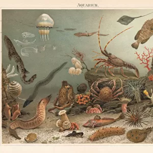 Marine aquarium in the Zoological Station Naples, litograph, published 1897