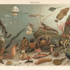 Print of Marine aquarium in the Zoological Station Naples, lithograph