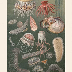 Marine fauna, chromolithograph, published in 1899