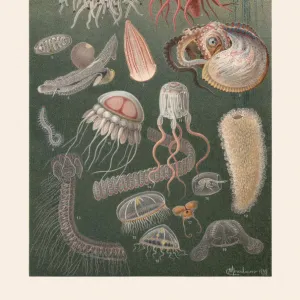 Marine fauna, chromolithograph, published in 1899