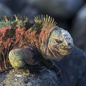 Marine Iguana -Amblyrhynchus cristatus-, Floreana, Galapagos Islands, Ecuador