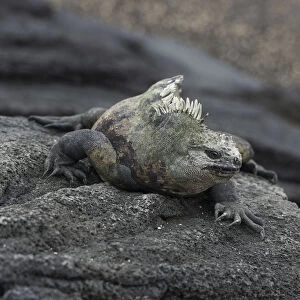 Marine Iguana -Amblyrhynchus cristatus-, Fernandina Island, Galapagos Islands, Ecuador