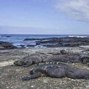 Marine Iguanas -Amblyrhynchus cristatus-, San Salvador Island, Galapagos Islands, Ecuador