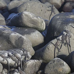 Marine Iguanas -Amblyrhynchus cristatus- on rocks, Espanola Island, Galapagos Islands, Ecuador