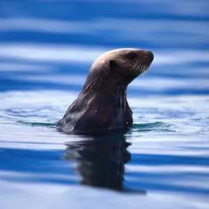 Pacific Harbor Seal Print Pacific Harbor Seal Print