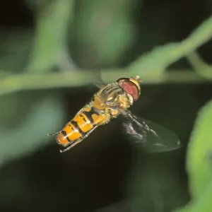 Marmalade Hoverfly (Episyrphus balteatus) Marmalade Hoverfly (Episyrphus balteatus)