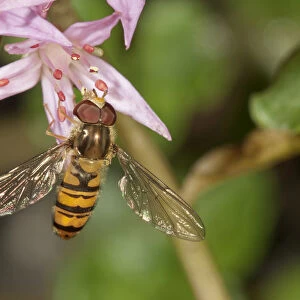 Marmalade Hoverfly -Episyrphus balteatus- feeding on pollen, Untergroeningen, Baden-Wuerttemberg, Germany, Europe
