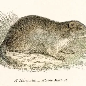 Marmot engraving 1803 Marmot engraving 1803