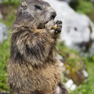 Marmot Nibbling on a Peanut Print Marmot Nibbling on a Peanut Print