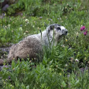 Marmot -Marmota sp. -, Glacier National Park, Montana, United States Marmot -Marmota sp. -, Glacier National Park, Montana, United States