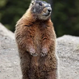 Marmot Print Rearing Up on Hind Legs in Yellowstone Marmot Print Rearing Up on Hind Legs in Yellowstone