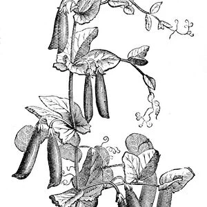 Marrow pea variations engraving 1874