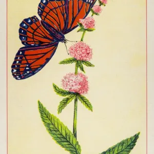 Marsh Hedge Nettle