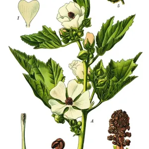 marsh-mallow marsh-mallow