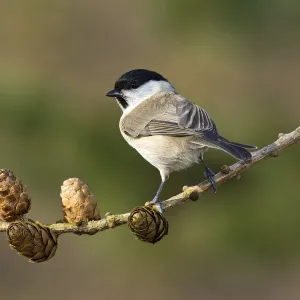 Marsh Tit -Parus palustris-, Tyrol, Austria