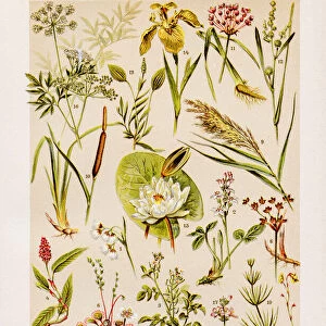 Marsh and Water Plants Chromolithography 1899