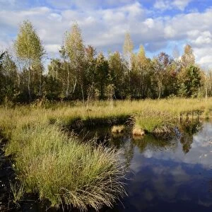 Marshland pond overgrown with club-rush in autumn, Stammbeckenmoor Rosenheim bog near Raubling, Bavaria, Germany, Europe