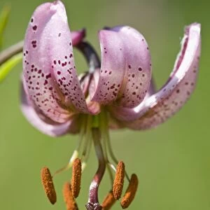 Martagon or Turks Cap Lily (Lilium martagon)
