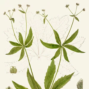 Maryland sanicle botanical engraving 1843
