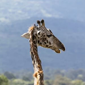 Masai giraffe -Giraffa camelopardalis-, Arusha Nationalpark, Tansania, Tanzania