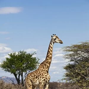 Masai giraffe -Giraffa camelopardalis- and impalas -Aepyceros melampus-, Ruaha Nationalpark, Ostafrika, Tanzania