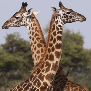 Two masai giraffe looking away from each other in Serengeti National Park, Tanzania