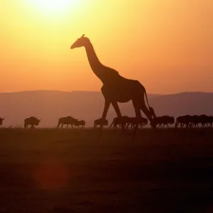 Nature & Wildlife Collection: Anup Shah Wildlife Photography