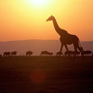 Masai Mara National Reserve, Kenya, East Africa. Giraffe (giraffa camelopardalis)