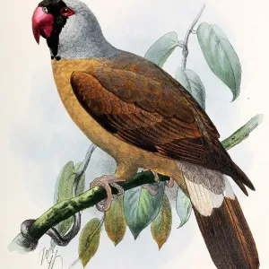 Mascarene parrot, 19th century illustration