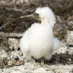 Masked booby chick, Galapagos lslands