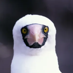 Masked Booby Print, Ecuador Head-Shot Masked Booby Print, Ecuador Head-Shot
