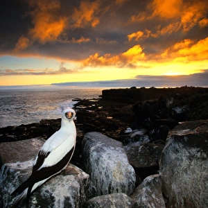 Masked booby (Sula dactylatra) on rocky shore, Galapagos Islands