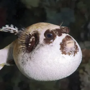 Masked Puffer Print, Red Sea Masked Puffer Print, Red Sea