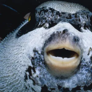 Masked Pufferfish